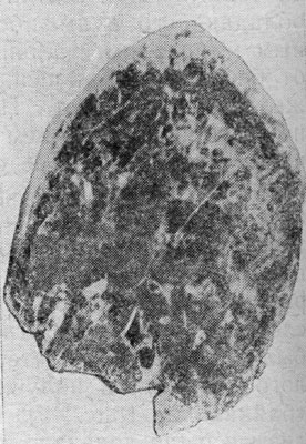 Рис. 50. Крупный кристалл слюды размером более 1 м