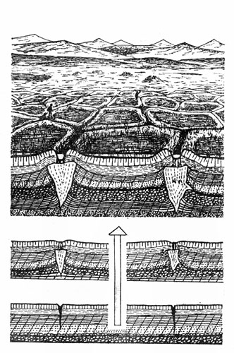 Полигональная тундра - сеть подземных ледяных клиньев