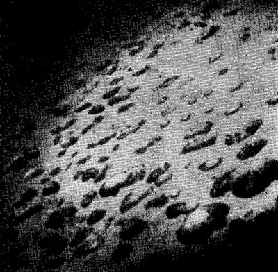 Рис. 55. На фотографии морского дна (21°37' ю. ш., 147°40' з. д., глубина 4684 м) отчетливо видны марганцевые конкреции диаметром 2-10 см. Конкреции частично (некоторые примерно наполовину) перекрыты осадками, представленными красной глиной (фото К. Шипека, Лаборатория электроники ВМФ США, Сан-Диего, Калифорния).