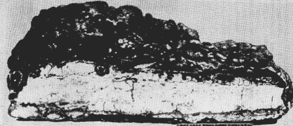 Рис. 1. Поперечный разрез конкреции 'Горизонт' из северной части Тихого океана. Железо-марганцевые окисные минералы темного цвета ассоциируют со светлым материалом, представленным главным образом филлипситом.