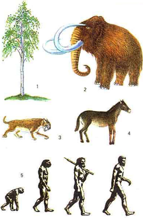 Органический мир кайнозоя: 1 - берёэа, представитель листопадной флоры; 2 - мамонт; 3 - саблезубовый тигр; 4 - мезогиппус, род род лошадей, появившихся в олигоцене; 5 - становление человека, слева - направо: дриопитек, неандерталец, кроманьонец, Homo sapiens (современный человек)