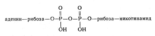 Молекула НАД или никотинамидадениндинуклеотид