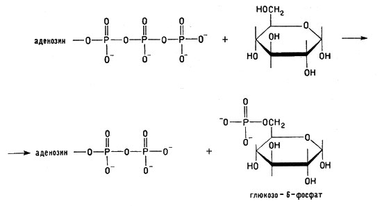 Реакция АТФ с молекулой глюкозы