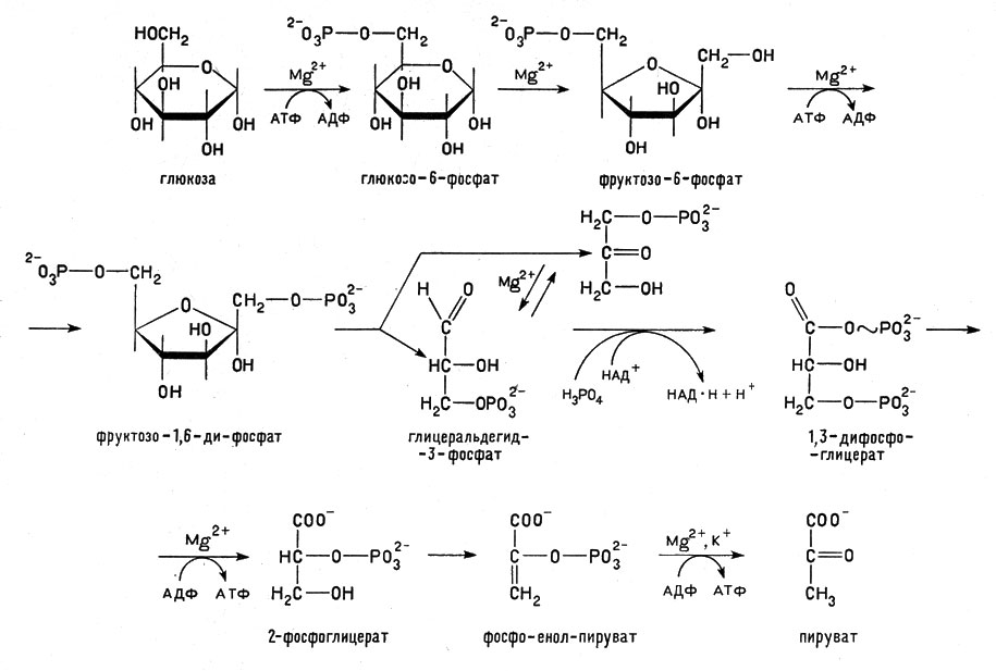 Рис. 6. Последовательные стадии гликолиза (брожения). Ионы магния, кальция и калия активируют ферменты гликолиза и ускоряют реакции