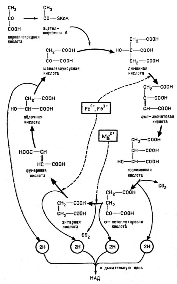 Рис. 7. Упрощенная схема цикла Кребса (цикла трикарбоновых кислот). Указаны ионы металлов, ускоряющие отдельные реакции цикла