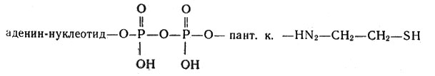 Кофермент А состоит из аденин-нуклеотида, двух остатков фосфорной кислоты, пантотеновой кислоты (пант. к.) и аминоэтантиола