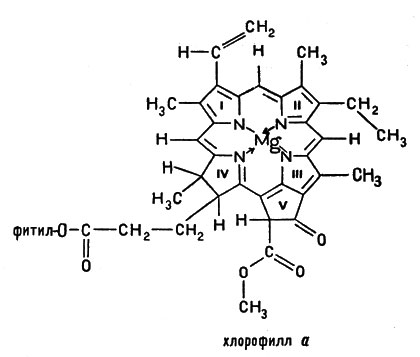 Хлорофилл очень похож на гем: его молекула также содержит порфириновый цикл