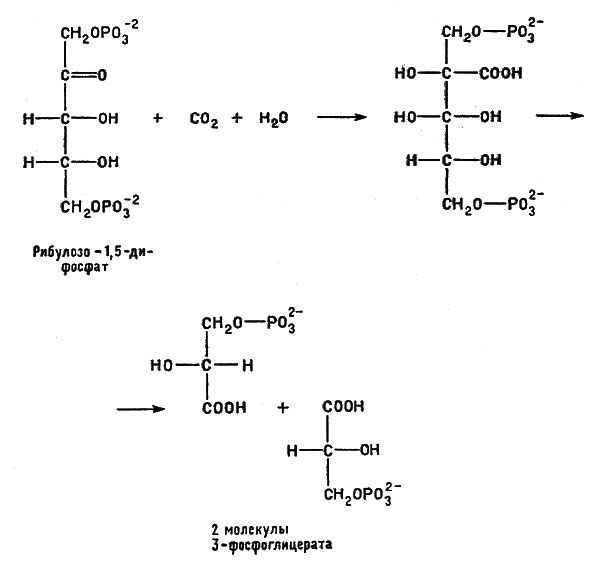 Рибулозодифосфат, реагируя с диоксидом углерода, поступающего из внешней среды, превращается сначала в шестиуглеродное соединение, которое затем распадается на два трехуглеродных фрагмента - 3-фосфоглицерата