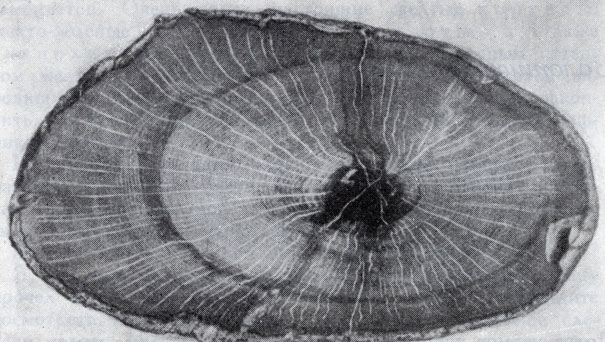 Образец окаменелого дерева
