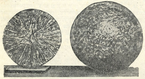 Рис. 42. Конкреции фосфорита. Левая конкреция показана в изломе