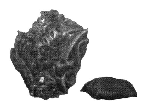 Пористая лава (слева) и вулканическая бомба (справа). Вулкан Хоргийн-тогоо. Уменьшено в 3 раза