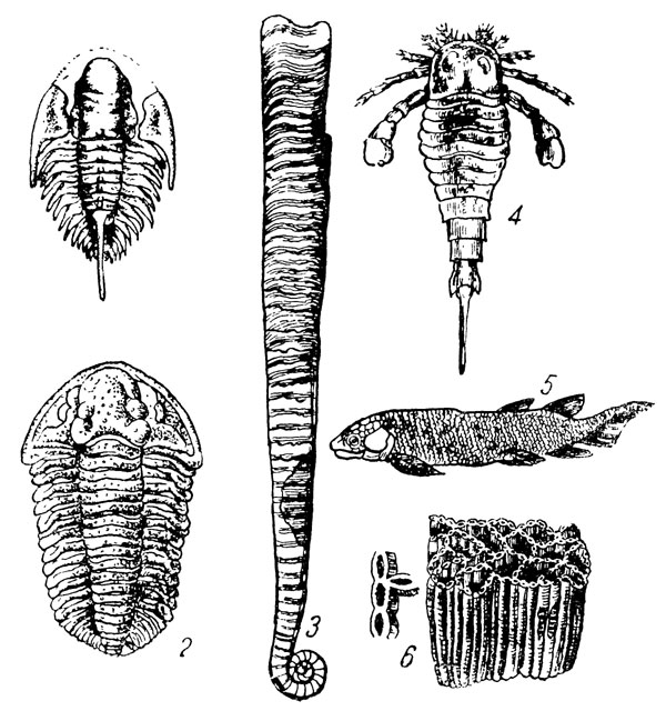 Рис. 1. Древние, ныне вымершие организмы: 1, 2 - трилобиты; 3 - ортоцерас; 4 - ракоскорпион; 5 - двоякодышащая рыба; 6 - коралл